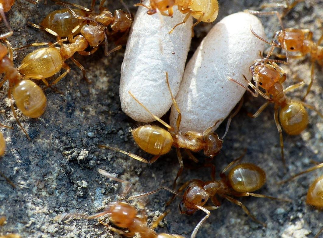 Lasius (Chthonolasius) sp.